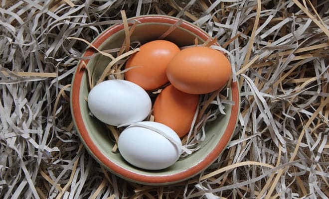 en savoir plus sur les oeufs