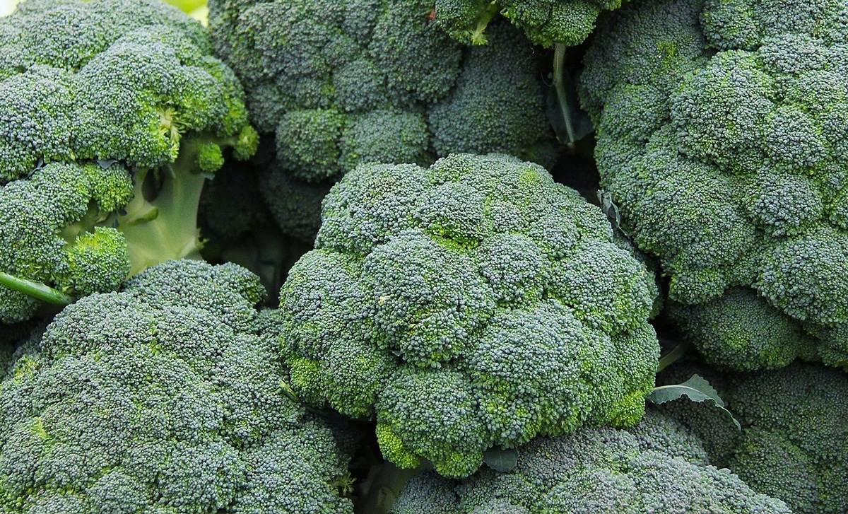 brocoli