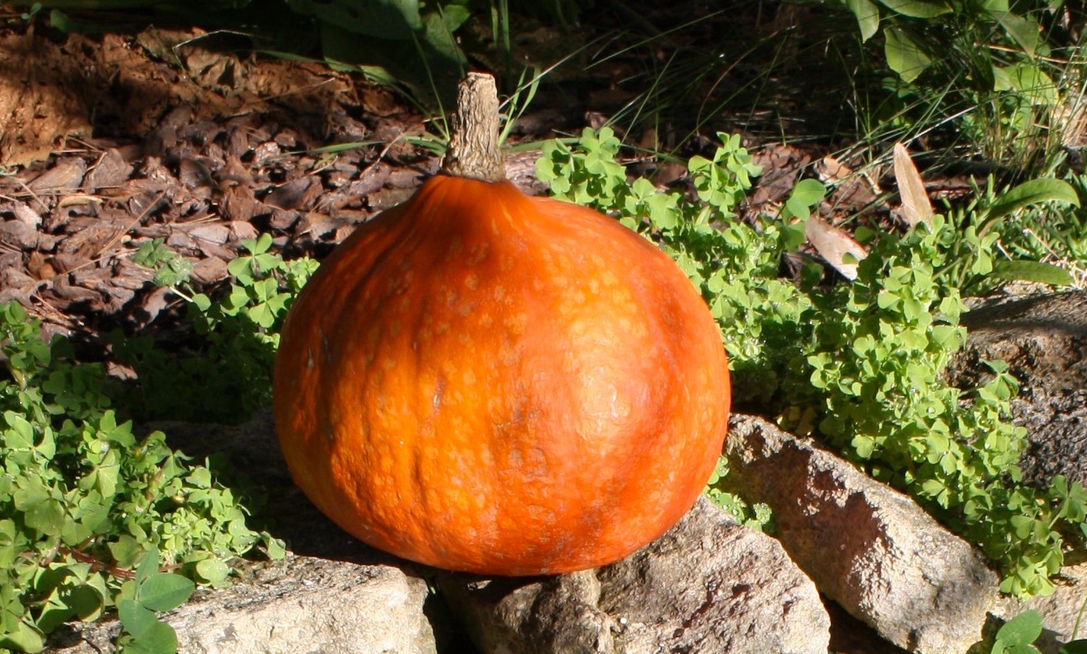 potimarron
