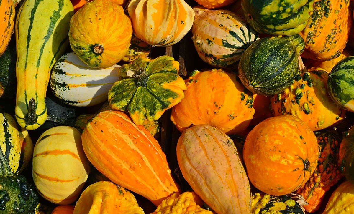 courges
