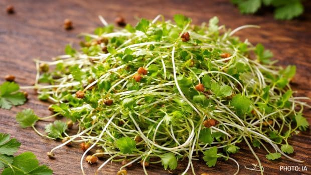 pousses de gremes de coriandre